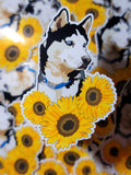 Husky Sunflower Sticker
